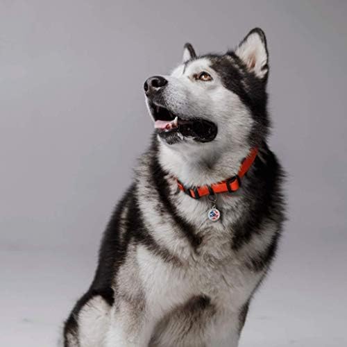 QR Code Dog Tag Personalized Pet Id Silent Cat Tags Engraved Name Plate with Online Profile («Little Patriot»)