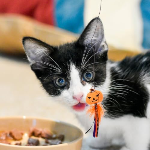 BESTOYARD Halloween Cat Wand Toys, Interactive Cat Teasing Stick Multifunctional Wand Toy Kitten Stick Funny Pet Launcher