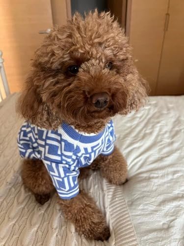 Dog Sweater for Small Dogs, Designer Dog Clothes, Luxury Furdi, Soft Knit | Designer dog clothes for small dogs with soft knit comfort, luxury styling and easy pullover fit for Yorkies in cold weather.