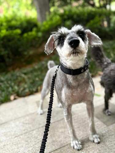 Reflective Dog Collar for Medium Dogs Wide Padding 6 Holes Adjusta