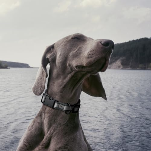 Dogline BioThane Reflective Dog Collar – Waterproof Heavy Duty Dog Collars – High Visibility Quick Release Dog Collar with Sturdy Buckle – Fun Modern Colors – Comfortable and Safe