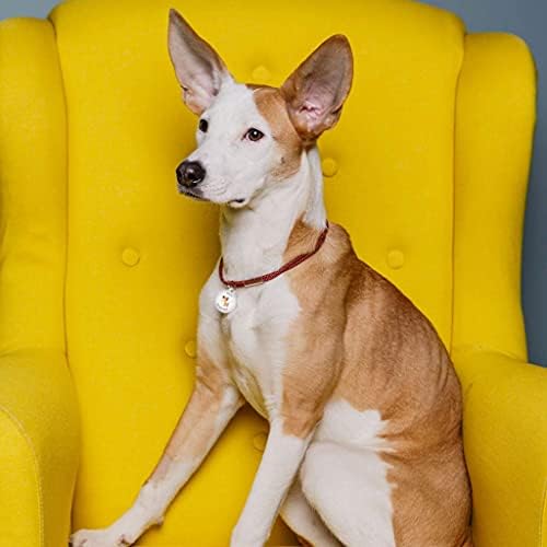 QR Code Dog Tag Personalized Pet Id Silent Cat Tags Engraved Name Plate with Online Profile («Funny Dog»)