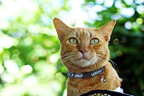 Pets First COLLAR for CATS - NFL PHILADELPHIA EAGLES CAT COLLAR. - Strong & Adjustable FOOTBALL Cat Collars with Metal Jingle Bell