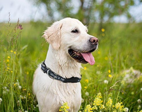 MLB San Diego Padres Licensed PET Collar- Heavy-Duty, Strong, and Durable Dog Collar. Available in 29 Baseball Teams and 4 Sizes