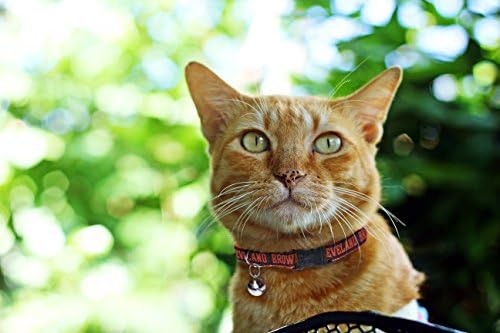 Pets First COLLAR for CATS - NFL CLEVELAND BROWNS CAT COLLAR. - Strong & Adjustable FOOTBALL Cat Collars with Metal Jingle Bell