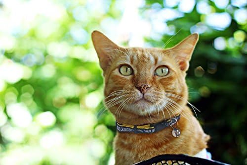 Pets First NFL Los Angeles Chargers Cat Collar, NFL Team Color, One Size