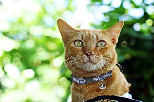 Pets First COLLAR for CATS - NFL SEATTLE SEAHAWKS CAT COLLAR. - Strong & Adjustable FOOTBALL Cat Collars with Metal Jingle Bell