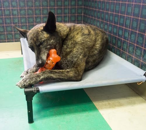 Starmark Treat Ring FlexGrip Bone Chew Toy For Large Dogs over 40 pounds