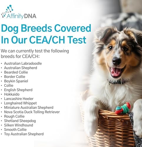 Dog Collie Eye Anomaly Choroidal Hypoplasia (CEA/CH) DNA Test | Home Sample Collection Kit for 1 Dog | Results in 10-15 Working Days | A Complete Kit with No Extra Fees