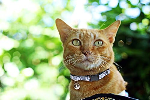 Pets First CAT COLLAR. - Strong & Adjustable FOOTBALL Cat Collars with Metal Jingle Bell