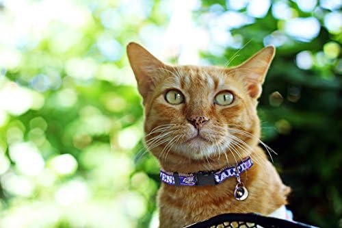 Pets First COLLAR for CATS - NFL BALTIMORE RAVENS CAT COLLAR. - Strong & Adjustable FOOTBALL Cat Collars with Metal Jingle Bell
