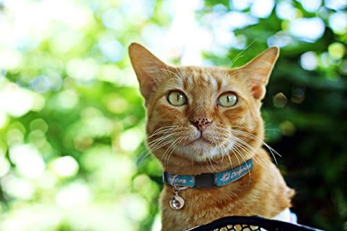 Pets First COLLAR for CATS - NFL MIAMI DOLPHINS CAT COLLAR. - Strong & Adjustable FOOTBALL Cat Collars with Metal Jingle Bell