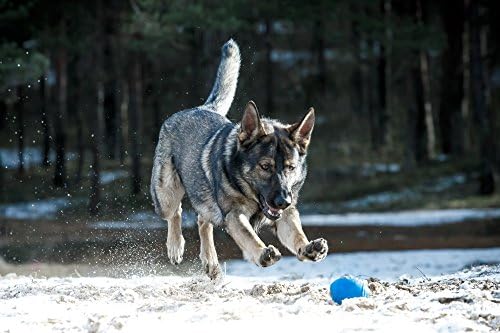 Tricky Treat Rugby Ball: Dog Treat Dispenser - Awesome Anxiety Reliever and Boredom Breaker, Fun Fetch and Basic Puppy Training Toy (Large, Blue)