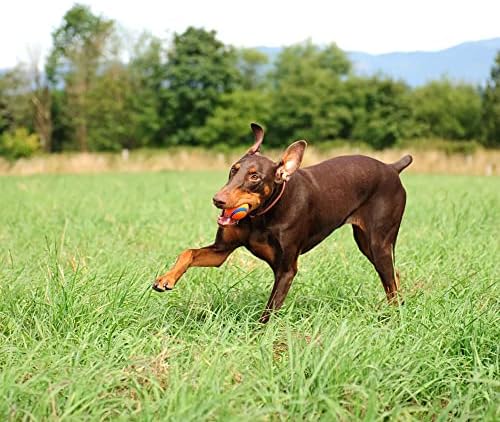 Chuckit! Ultra Ball Dog Toy - Size Large - for Dogs 60-100 lbs - Made from Durable Rubber - Super Bouncy - Floats in Water - 3-inch Diameter - Large (Pack of 12)