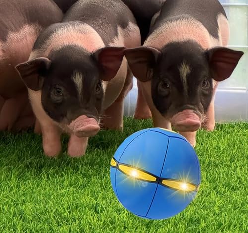 Pig Toy - Toy for Pigs, Interactive Pig Flying Saucer Disc Ball Toys with 6 Lights for Mini Pigs, Enrichment Play for Pet Pigs Supplies Enjoyment and Fun