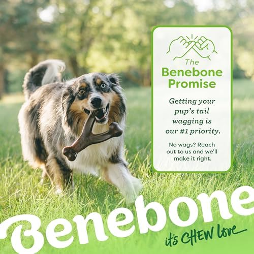 Benebone Dog Toy Bundle – Medium Wishbone Chew (Real Bacon) + Natural Rubber Cone Treat Dispenser – Durable, Made in USA, Great for Aggressive Chewers & Mealtime Enrichment