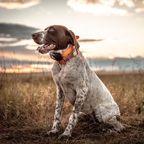 DT SYSTEMS H201850 Plus Upland Waterproof 12-23" Rechargeable Remote Dog Training E-Collar, 1800-Yard Range, 16 Stimulation Levels, Beeper/Locator