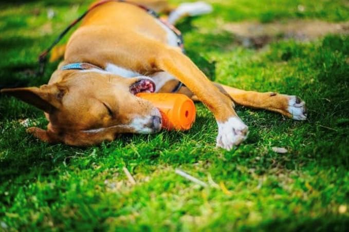 SodaPup Soda Can – Durable Dog Treat Dispenser & Chew Toy Made in USA from Non-Toxic, Pet Safe, Food Safe Natural Rubber Material for Mental Stimulation, Problem Chewing, Calming Nerves, & More