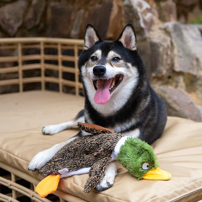 Best Pet Supplies 2-in-1 Fun Skin Stuffless Dog Toy - Wild Duck, Small | No-Stuffing, 2 Built-in Squeaker, No Mess, Soft, Interactive Indoor & Outdoor Play, Lightweight, Perfect for Moderate Chewer