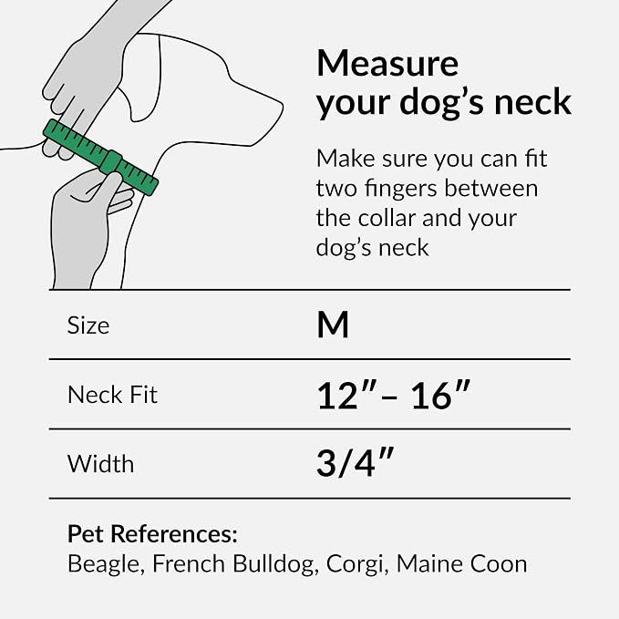 CollarDirect Nylon Dog Collar with Buckle Tribal Pattern Puppy Adjustable Collars for Dogs Small Medium Large (Pattern 3, Neck Fit 12"-16"