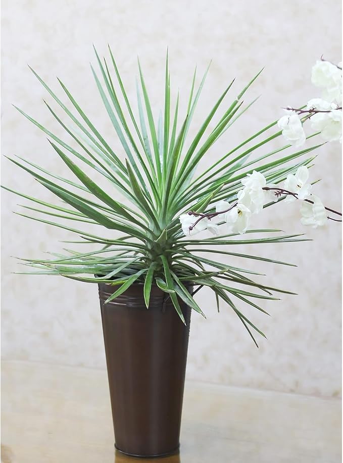 Hosley Set of 3 Antique Bronze Galvanized Floral Vases French Buckets 5" Dia x 9" H with Handles Vintage-Inspired Rustic Elegance for Floral Arrangements Home, Events, and Weddings