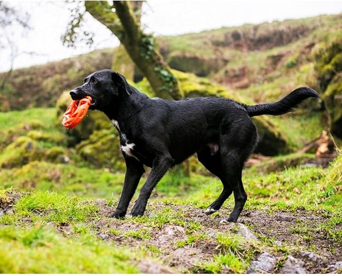 Chuckit! Air Fetch Wheel Dog Toy, Orange