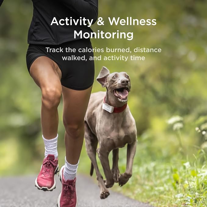 Petcube GPS Tracker for Dogs – Real-Time GPS Tracking | Escape alerts, virtual fences, activity & wellness monitoring, water & dust resistant