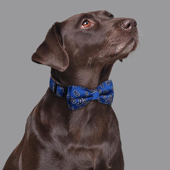 Bowtie Dog Collars Blue Paisley Pattern Medium