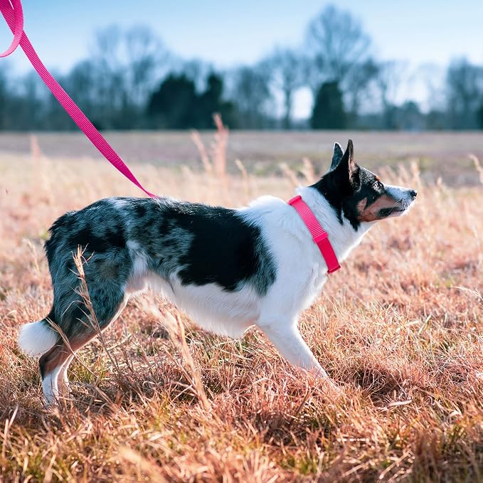 azuza Nylon Dog Collar and Leash Set, Strong & Durable Basic Style Leash and Collar with ID Tag Ring, Available in Multiple Lengths for Medium Dogs, Hot Pink,M