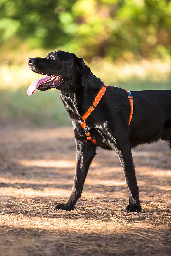 Reflective Adjustable Dog H Harness for Small to Medium Dogs; matching collar and leash available, Purple