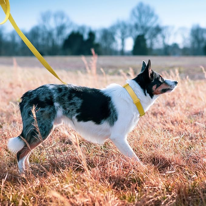 azuza Nylon Fall Dog Collar and Leash Set, Strong & Durable Basic Style Leash with Easy to Use Collar Hook, Available in Multiple Lengths for Small Dogs, Ginger Yellow,S