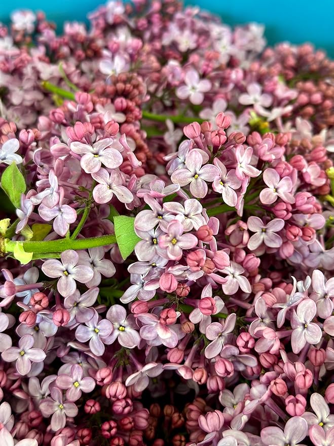 Lilac Hydrosol Facial Toner – Organic Flower Water | Refreshing Aromatherapy Mist for Face & Hair | Balancing, Cooling & Hydrating | Small Batch Distilled | 4 fl oz