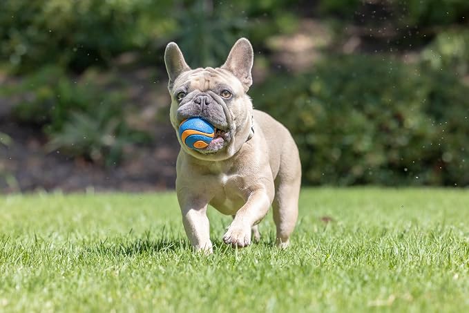 Chuckit! Ultra Squeaker Fetch Balls for Dogs, Floats, Medium 2.5in, 2 Pack