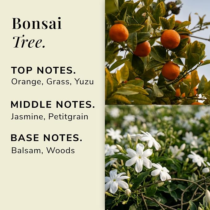 Bonsai Tree Aromatherapy Candle – Orange, Yuzu & Balsam Scented Candle, Plant-Based Wax, 15.8 oz, 60 Hour Burn Time, Fresh & Uplifting Candle