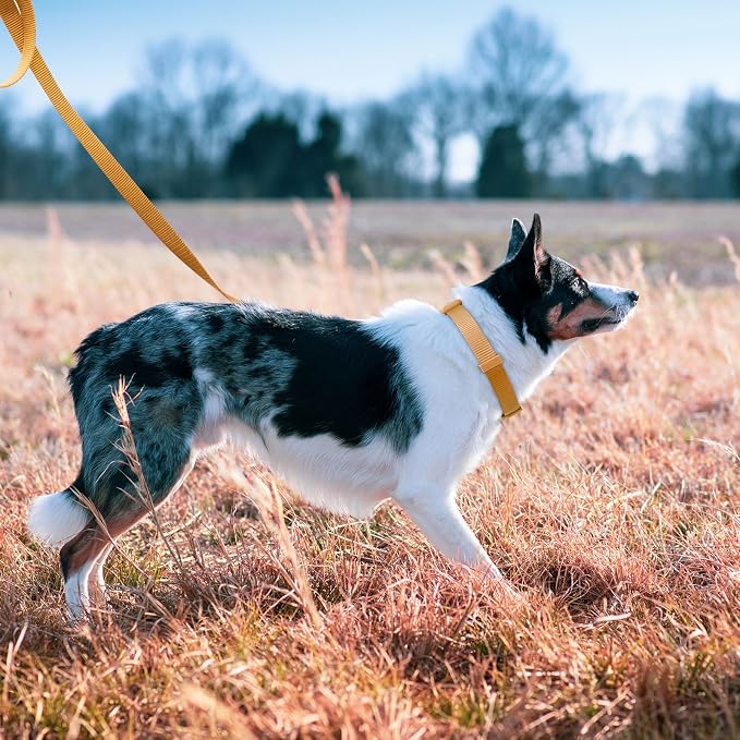 azuza Nylon Fall Dog Collar and Leash Set, Strong & Durable Basic Style Leash with Easy to Use Collar Hook, Available in Multiple Lengths for Medium Dogs, Latte Brown,M