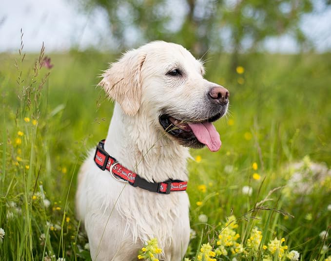 MLB St. Louis Cardinals Licensed PET COLLAR- Heavy-Duty, Strong, and Durable Dog Collar. Available in 29 Baseball Teams and 4 Sizes