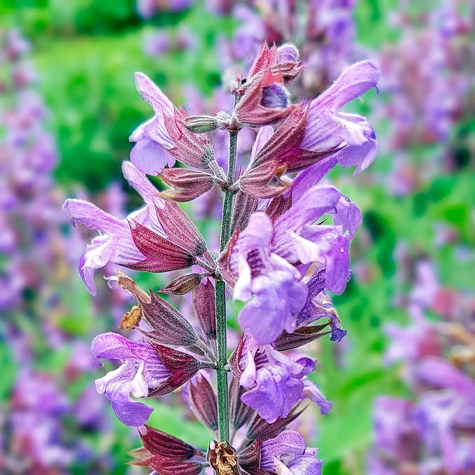Essences Bulgaria Organic Sage Essential Oil 1/3 Fl Oz | 10ml | Salvia officinalis | 100% Pure and Natural | Undiluted | Therapeutic Grade | Family Owned Farm | Steam-Distilled | Non-GMO | Vegan