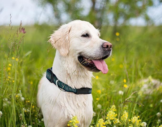 MLB Seattle Mariners Licensed PET COLLAR- Heavy-Duty, Strong, and Durable Dog Collar. Available in 29 Baseball Teams and 4 Sizes