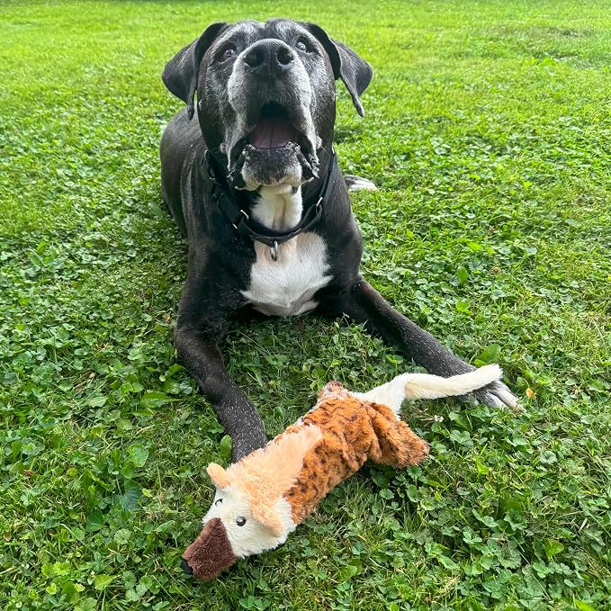 SPOT Skinneeez Big Bite Jackal, Stuffingless Dog Toy with Squeaker and Crunch Bottle, for Moderate Chewers, 18in Interactive Chew Toy