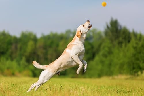 OllyDog Happy Camper Ball, Solid Rubber Bouncy Ball for Dog Aggressive Chewers, Natural Rubber, for Dogs Under 50lbs, 2.5 Inches Diameter (Mango)
