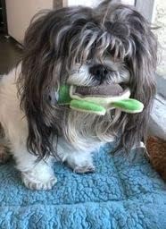 Glory To Dog TinyToy Plush Green Turtle Very Small Dog Toy for Small Breeds
