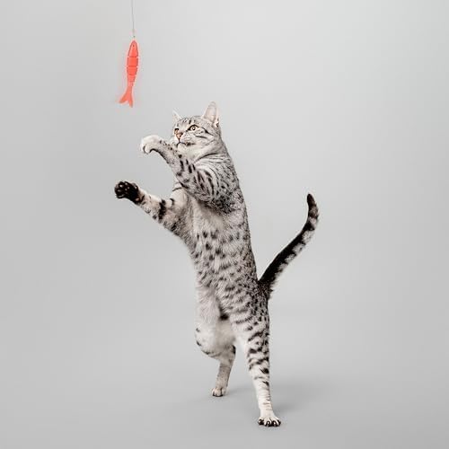 Playology Cat Toys | Interactive Toy Teaser Fish & Snake Cat Toys for Indoor Cats | Toy Made from Non Toxic Materials