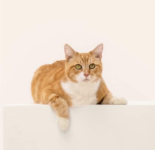 Wisdom Complete Cat DNA Test Panel for Full Health, Properties and Adventures - White