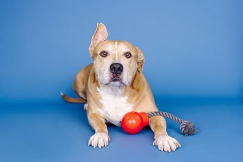 Fringe Studio You DA Bomb Rubber Dog Toy, Pet Shop Collection (518044)