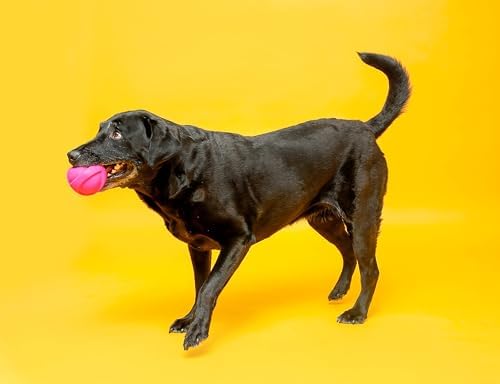 Hartz DuraPlay Ball Squeaky Latex Dog Toy, Neon Green, Pink & Neon Orange, Large 3 Count (Pack of 12)