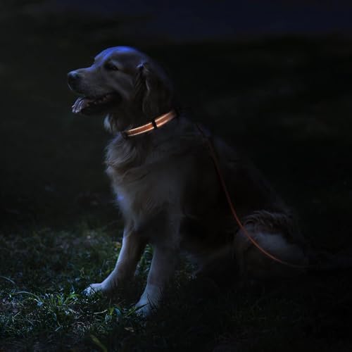 Reflective Dog Collar, Quick-Release Buckle (Black, 7-11 Inch (New))