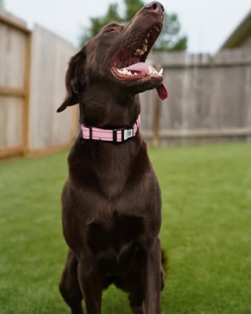 Dog Collar with AirTag Holder, QR Code Tracking, Paw Print Covers, Multi-Color (Pink)