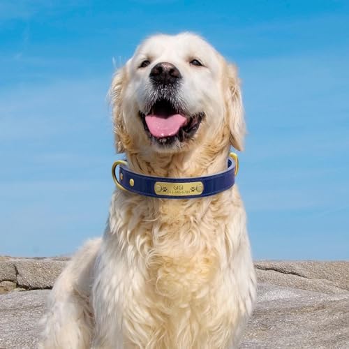 Personalized Genuine Leather Dog Collar with Engraved Name Plate - Durable and Stylish Custom Dog Collar for Small, Medium, and Large Dogs (M,Blue)