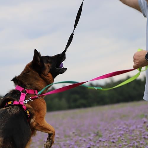 Dingo Dog Ball with Long Bungee Handle, Natural Rubber, Color May Vary 27in