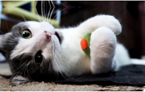 munchiecat Olive Cat Toy Set - 2-Piece Organic Catnip Toys with Soft Rattle, Perfect for Batting & Rolling - Designed for Cats, Ideal Gift for Cat Lovers